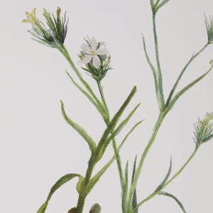 Botanical Flowers Framed Prints, S/9 - timeless artwork that brings character to any space | Image 5 | InSTYLE Home & Rugs