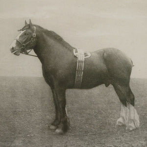 Equine Dynasty Framed Prints, S/9 - bold and creative art for unique interior décor | Image 5 | InSTYLE Home & Rugs