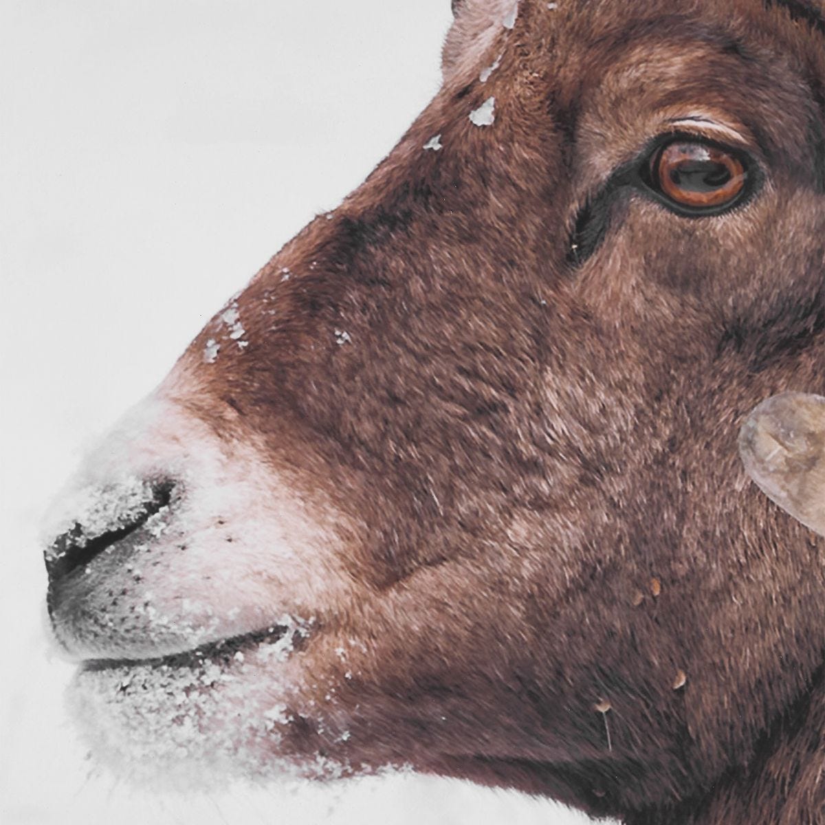 Big Horn Framed Print - eye-catching art pieces to enhance your home design | Image 5 | InSTYLE Home & Rugs