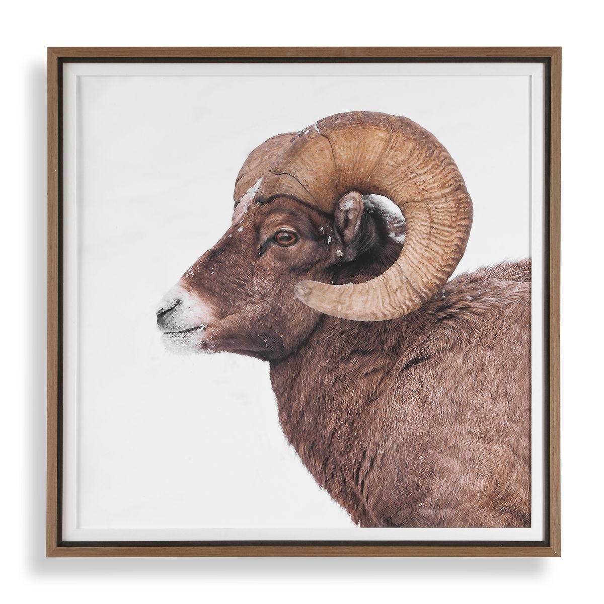 Big Horn Framed Print - eye-catching art pieces to enhance your home design | Image 2 | InSTYLE Home & Rugs