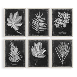 Foliage Framed Prints, S/6 - bold and creative art for unique interior décor | Image 2 | InSTYLE Home & Rugs