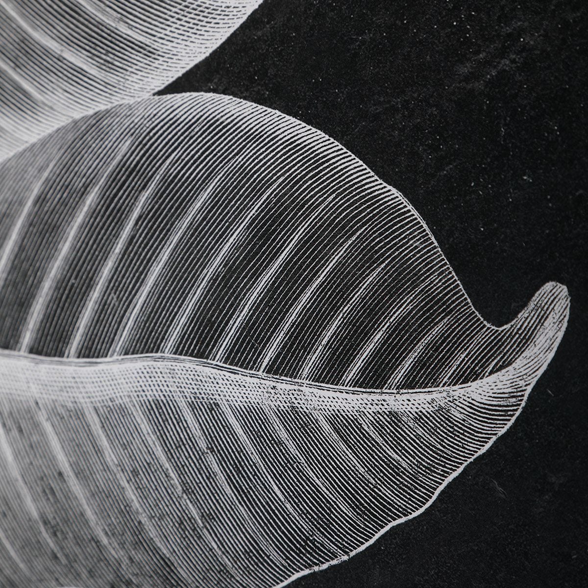 Foliage Framed Prints, S/6 - bold and creative art for unique interior décor | Image 4 | InSTYLE Home & Rugs