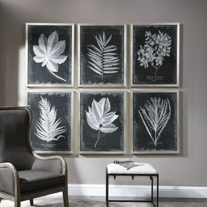 Foliage Framed Prints, S/6 - bold and creative art for unique interior décor | Image 1 | InSTYLE Home & Rugs
