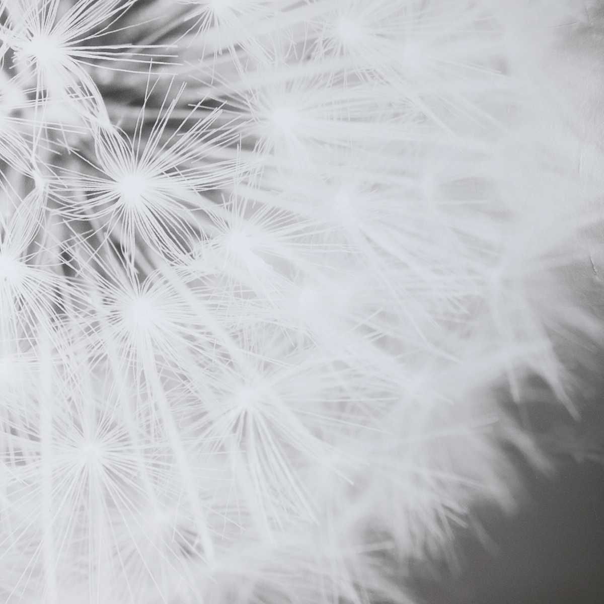 Dandelion Seedhead Framed Print - bold and creative art for unique interior décor | Image 6 | InSTYLE Home & Rugs