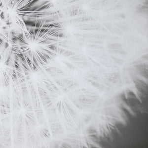 Dandelion Seedhead Framed Print - bold and creative art for unique interior décor | Image 6 | InSTYLE Home & Rugs