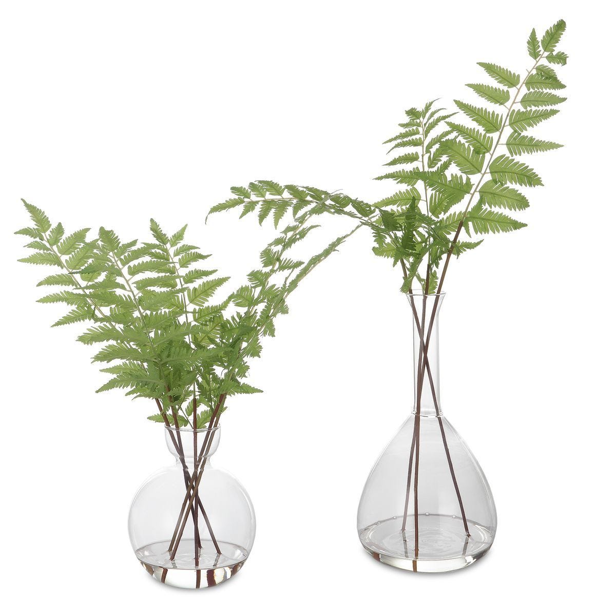 Country Ferns, S/2 - decor accents and accessories for every room | Image 1 | InSTYLE Home & Rugs