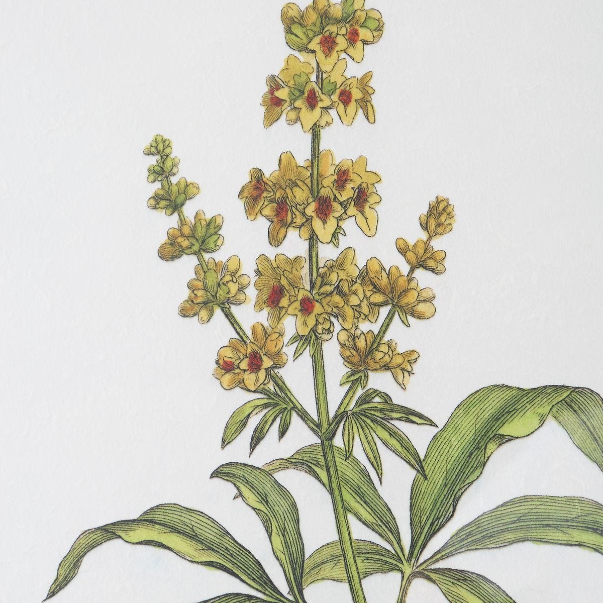 Wildflower Study Framed Prints, S/4 - timeless artwork that brings character to any space | Image 4 | InSTYLE Home & Rugs