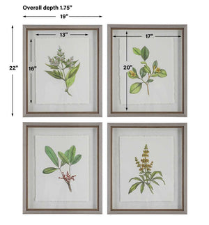 Wildflower Study Framed Prints, S/4 - timeless artwork that brings character to any space | Image 7 | InSTYLE Home & Rugs