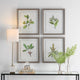 Wildflower Study Framed Prints, S/4