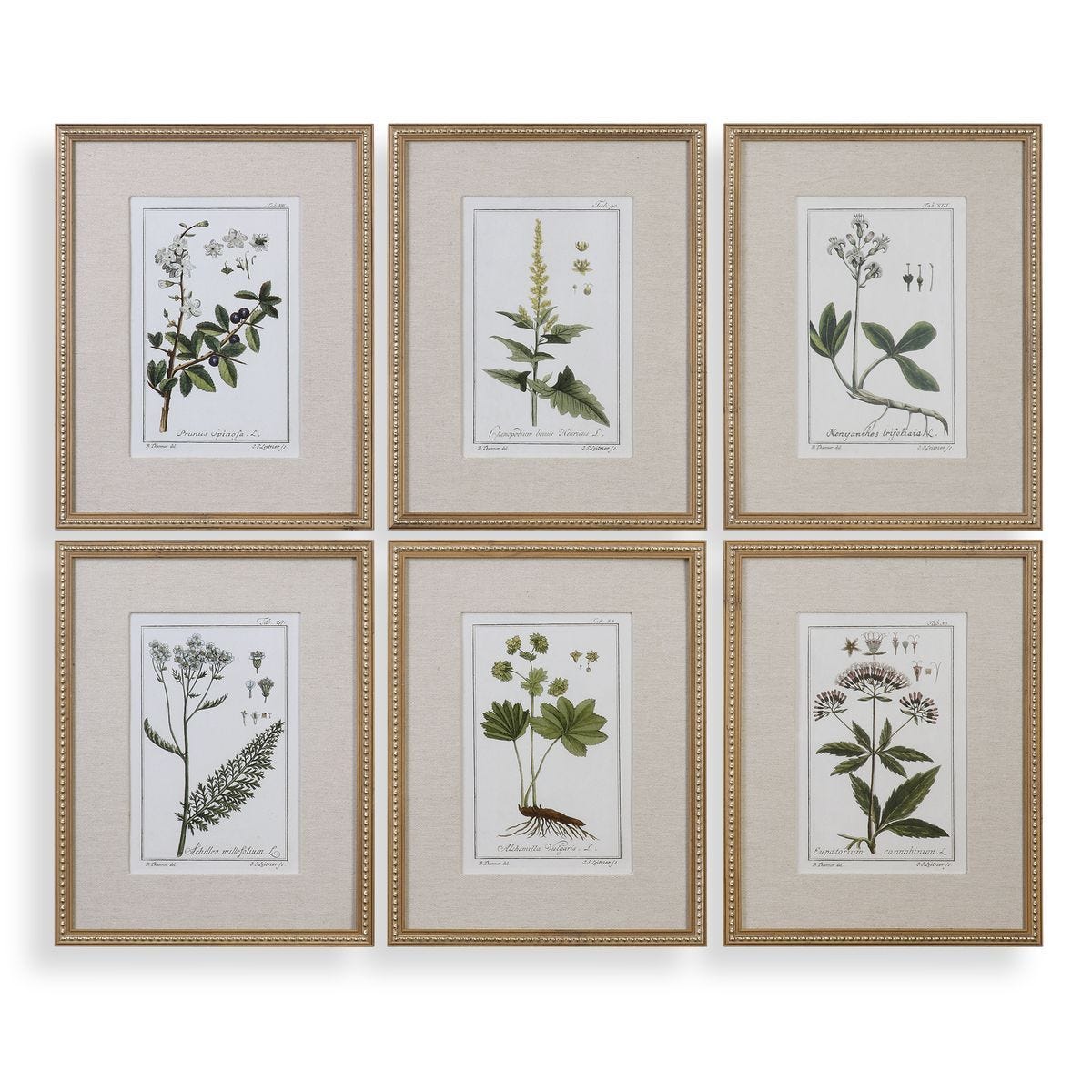 Green Floral Botanical Study Framed Prints, S/6 - bold and creative art for unique interior décor | Image 1 | InSTYLE Home & Rugs