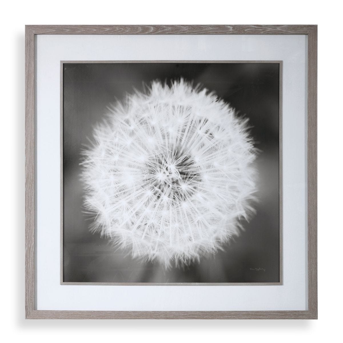 Dandelion Seedhead Framed Print - bold and creative art for unique interior décor | Image 1 | InSTYLE Home & Rugs