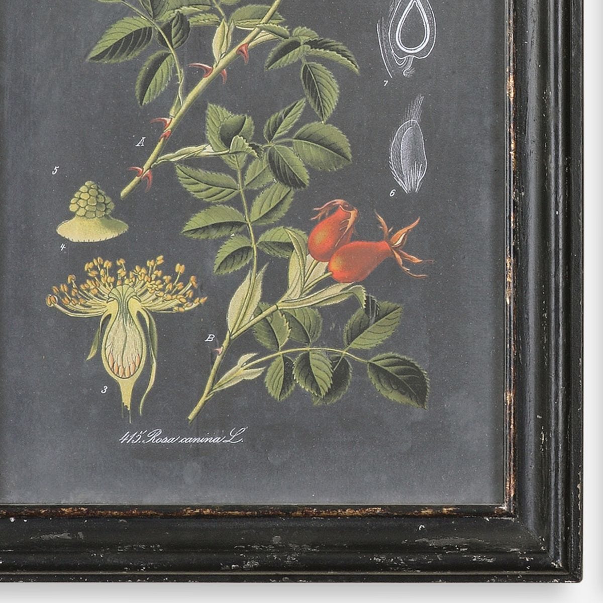 Midnight Botanicals Framed Prints, S/2 - bold and creative art for unique interior décor | Image 3 | InSTYLE Home & Rugs