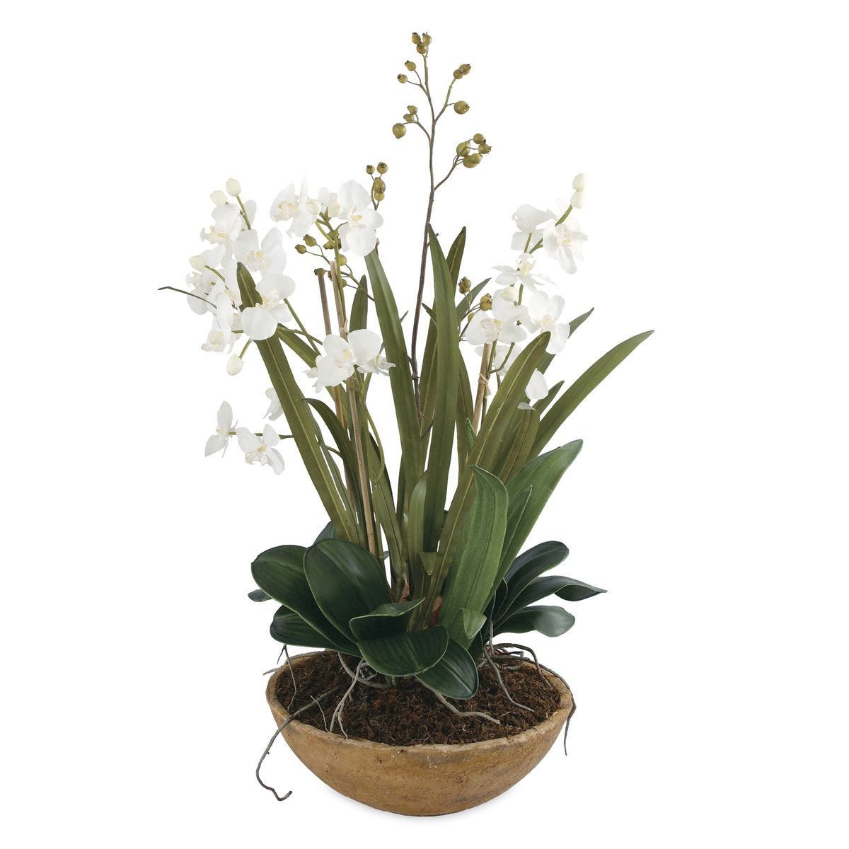 Moth Orchid Planter - decor accents and accessories for every room | Image 2 | InSTYLE Home & Rugs