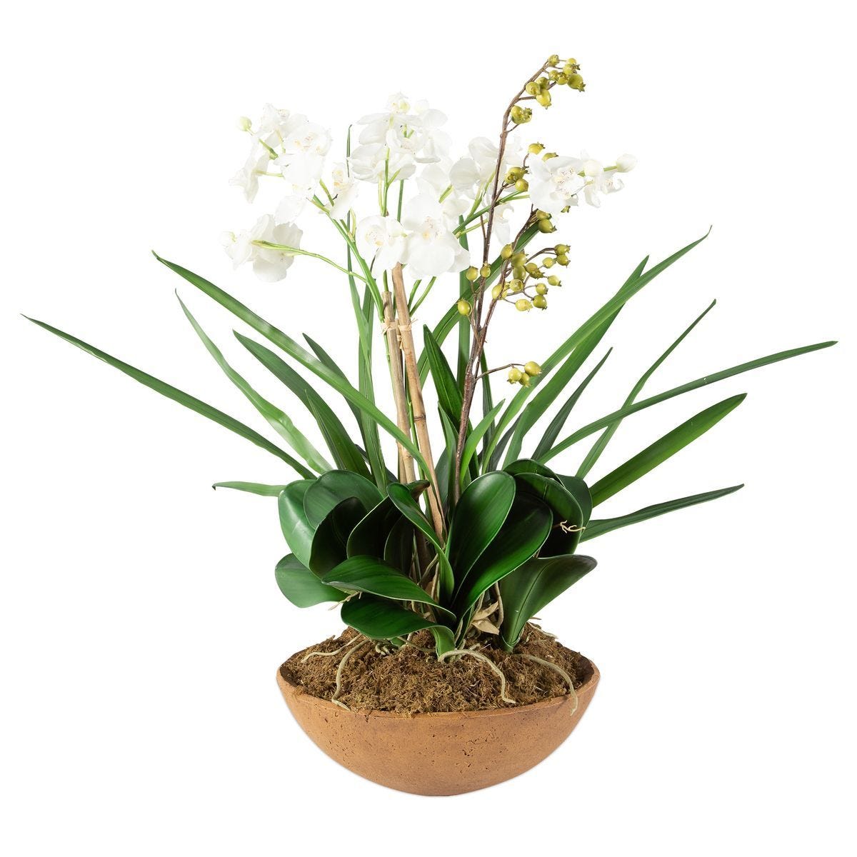 Moth Orchid Planter - decor accents and accessories for every room | Image 3 | InSTYLE Home & Rugs