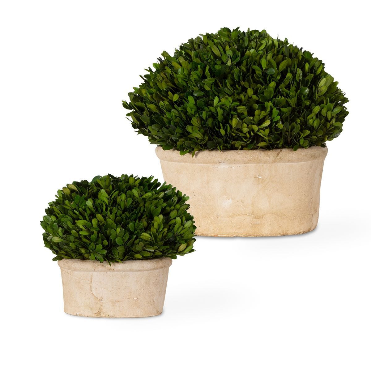 Preserved Boxwood Oval Domes, S/2 - decor accents and accessories for every room | Image 2 | InSTYLE Home & Rugs