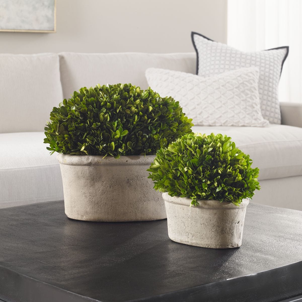 Preserved Boxwood Oval Domes, S/2 - decor accents and accessories for every room | Image 4 | InSTYLE Home & Rugs