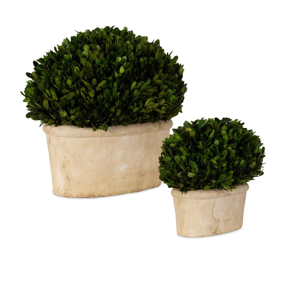 Preserved Boxwood Oval Domes, S/2 - decor accents and accessories for every room | Image 3 | InSTYLE Home & Rugs