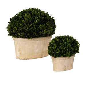 Preserved Boxwood Oval Domes, S/2 - decor accents and accessories for every room | Image 3 | InSTYLE Home & Rugs