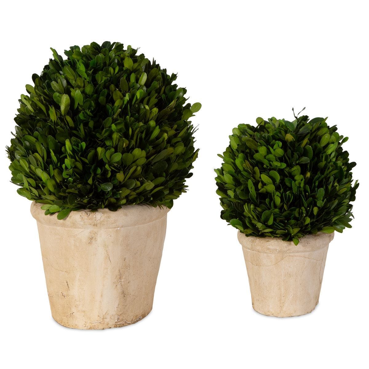 Preserved Boxwood Oval Domes, S/2 - decor accents and accessories for every room | Image 5 | InSTYLE Home & Rugs