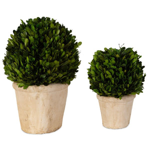 Preserved Boxwood Oval Domes, S/2 - decor accents and accessories for every room | Image 5 | InSTYLE Home & Rugs