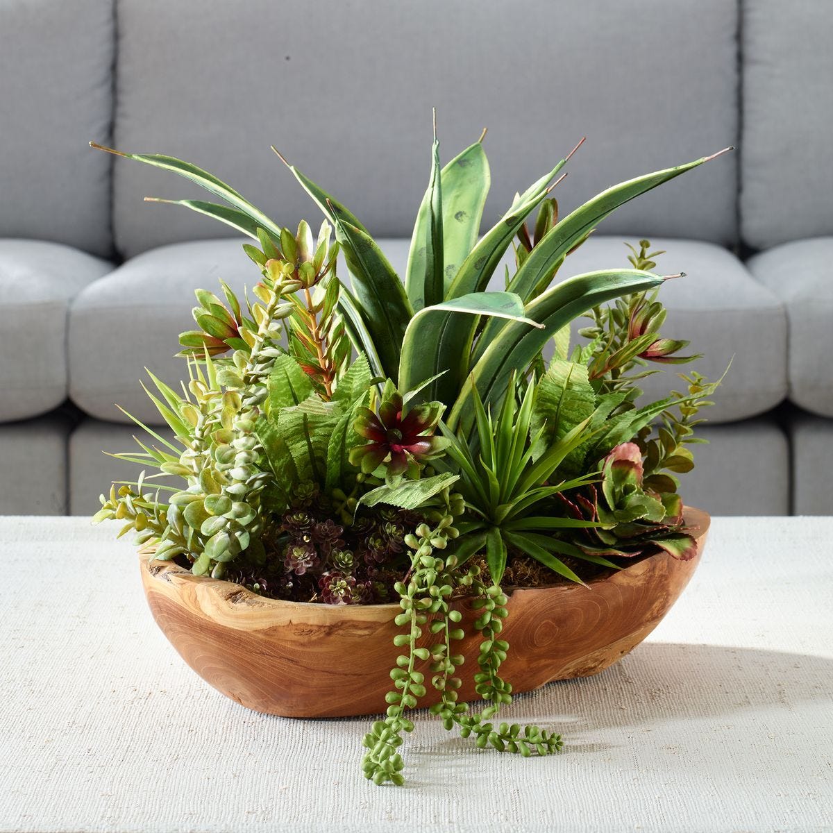 Salar Succulents - decor accents and accessories for every room | Image 1 | InSTYLE Home & Rugs