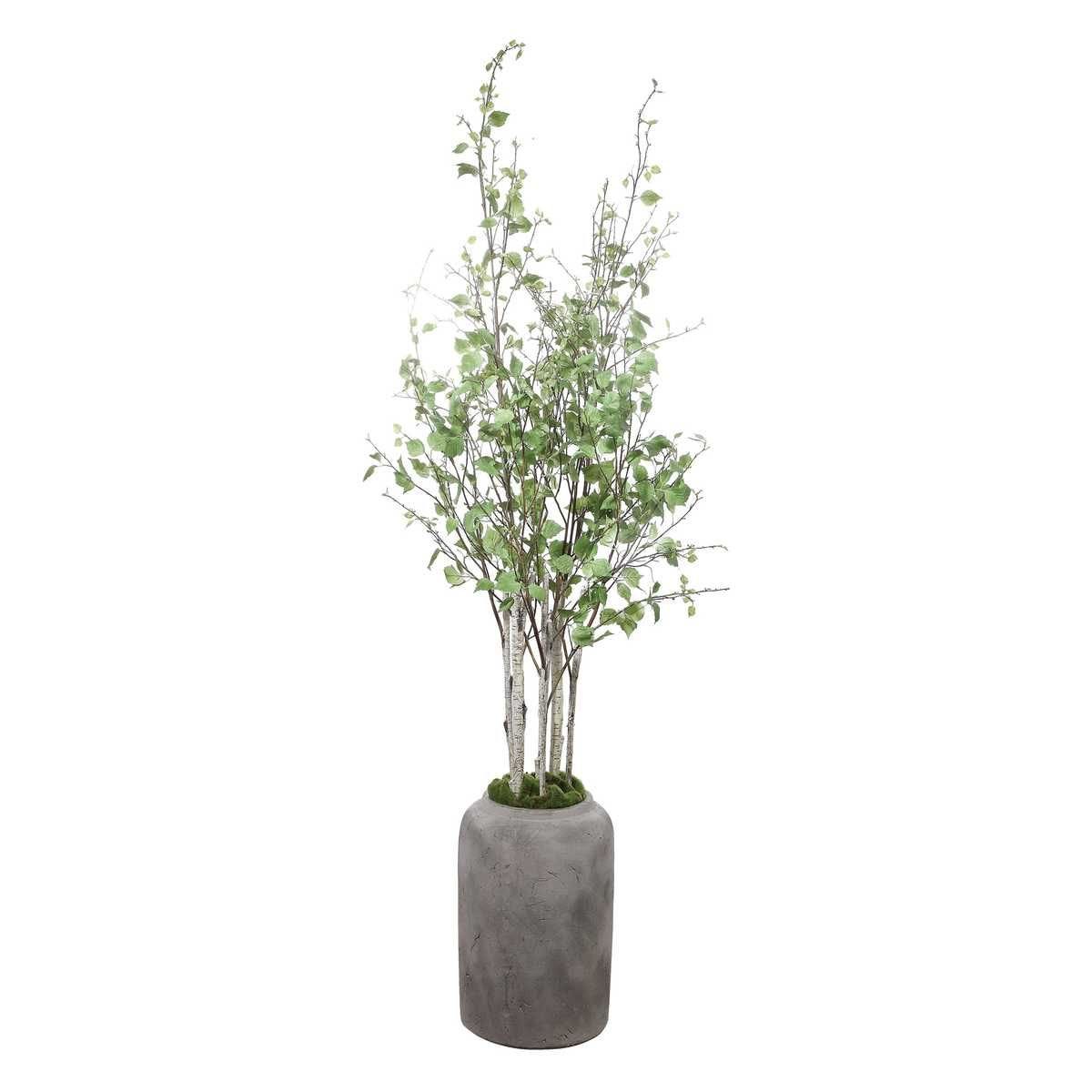 Aldis Potted River Birch - decor accents and accessories for every room | Image 6 | InSTYLE Home & Rugs