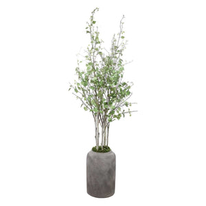 Aldis Potted River Birch - decor accents and accessories for every room | Image 6 | InSTYLE Home & Rugs
