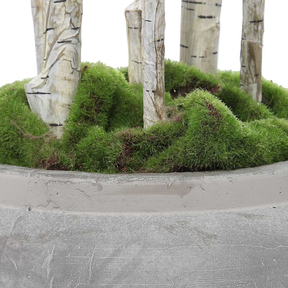 Aldis Potted River Birch - decor accents and accessories for every room | Image 4 | InSTYLE Home & Rugs