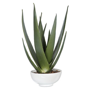 Evarado Aloe Planter - decor accents and accessories for every room | Image 2 | InSTYLE Home & Rugs