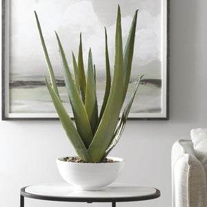 Evarado Aloe Planter - decor accents and accessories for every room | Image 1 | InSTYLE Home & Rugs