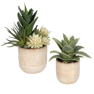 Seaside Succulents, S/2 - modern accessories for a personalized living space | Image 3 | InSTYLE Home & Rugs