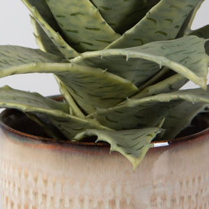 Seaside Succulents, S/2 - modern accessories for a personalized living space | Image 4 | InSTYLE Home & Rugs