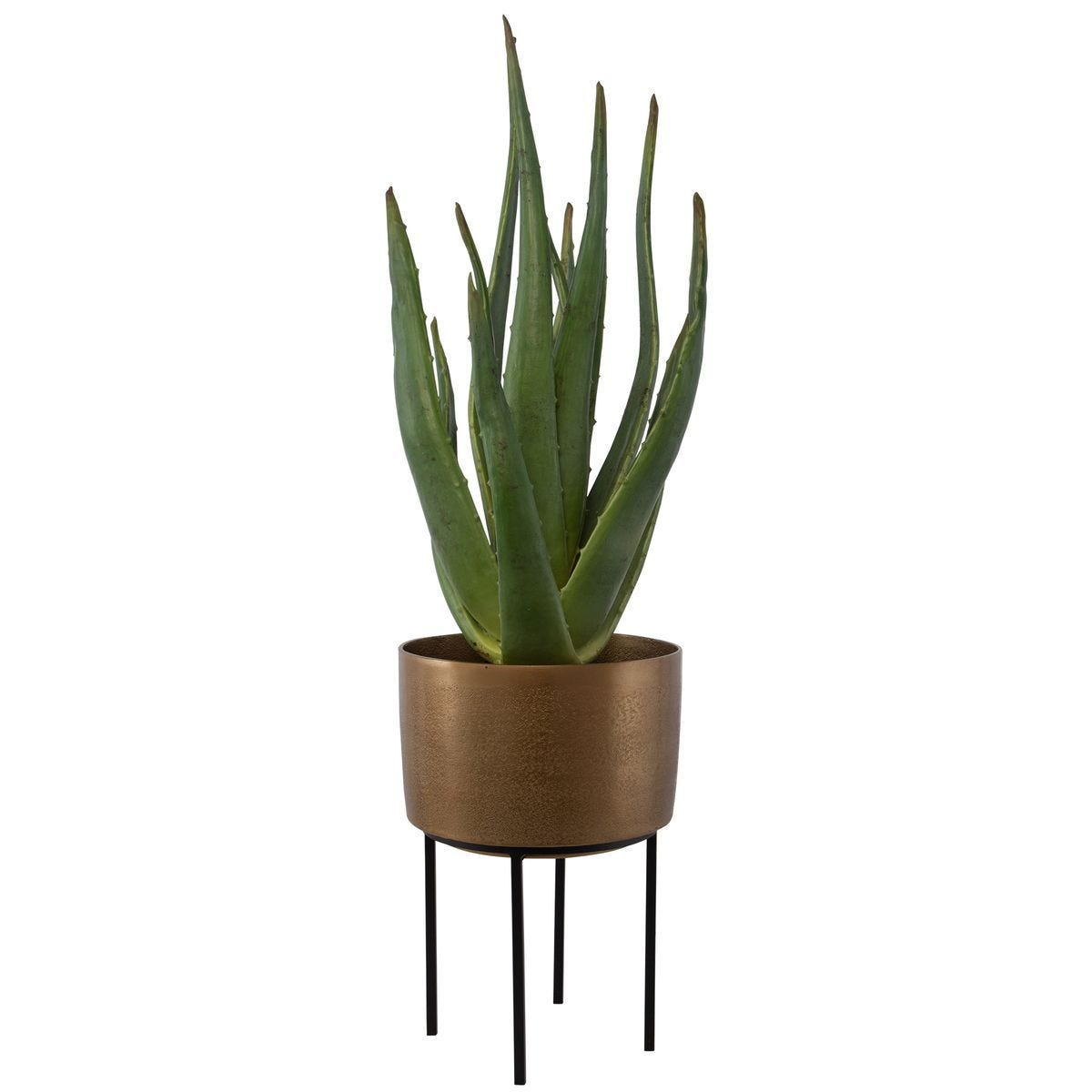 Arabia Aloe Planter, 2 CARTONS - decor accents and accessories for every room | Image 3 | InSTYLE Home & Rugs