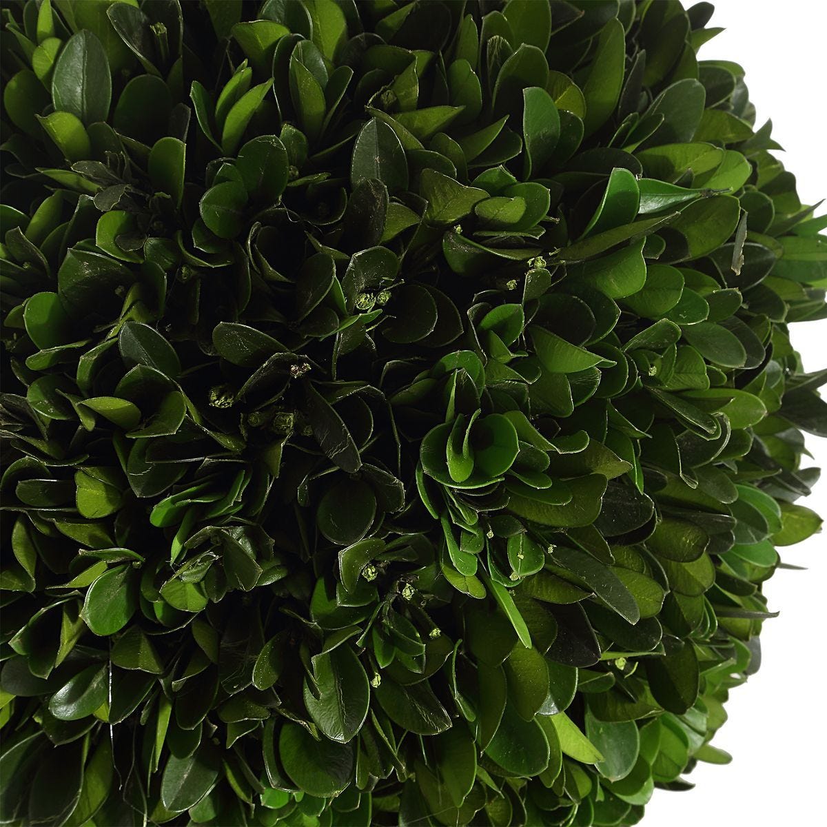 Preserved Boxwood Triple Topiary - modern accessories for a personalized living space | Image 3 | InSTYLE Home & Rugs