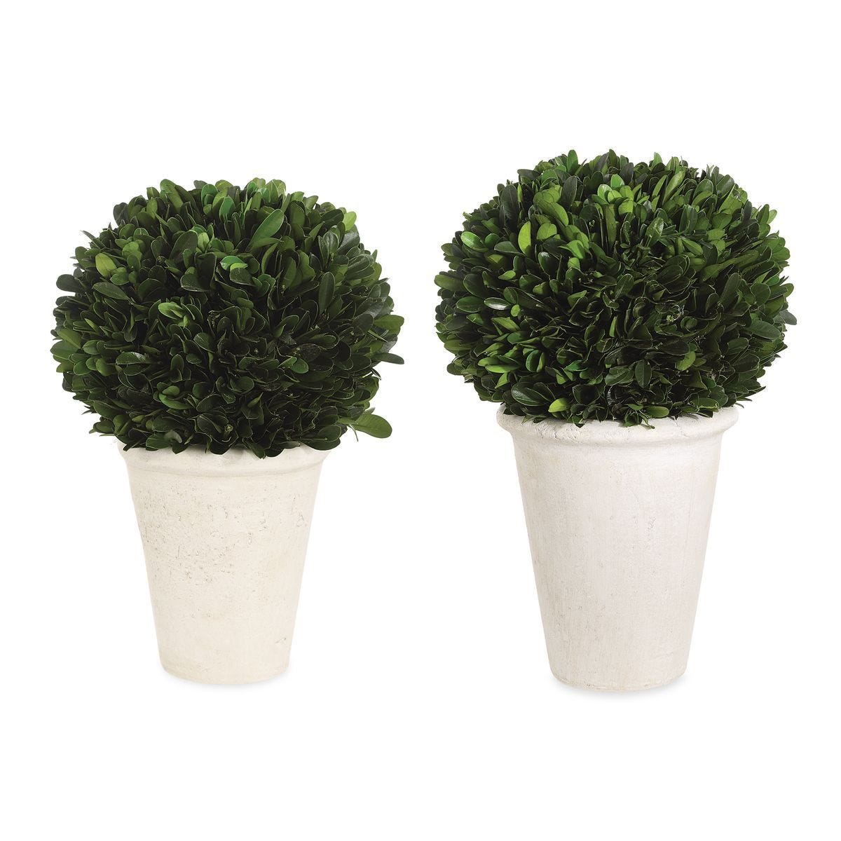 Preserved Boxwood Domes, S/2 - decor accents and accessories for every room | Image 2 | InSTYLE Home & Rugs
