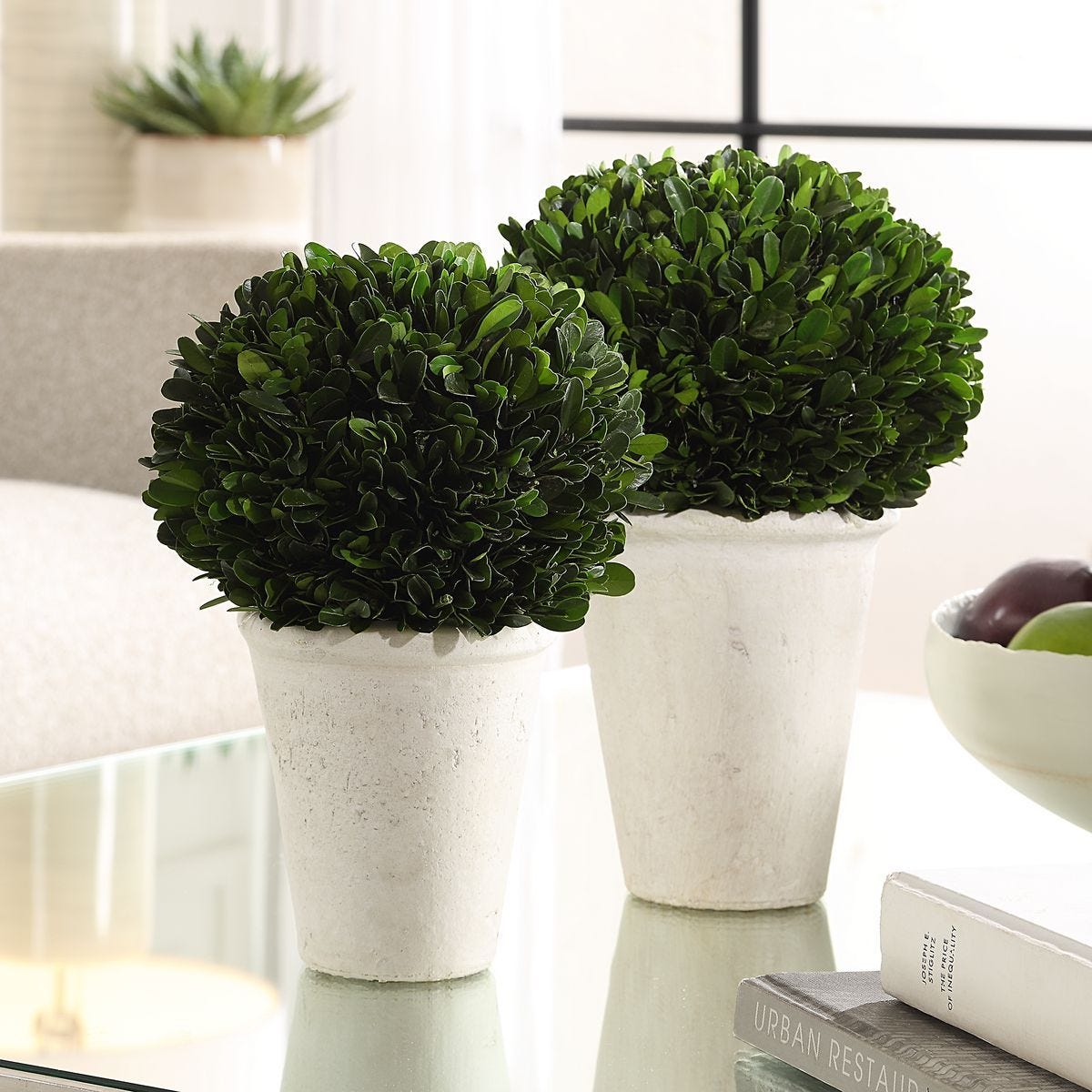 Preserved Boxwood Domes, S/2 - decor accents and accessories for every room | Image 1 | InSTYLE Home & Rugs