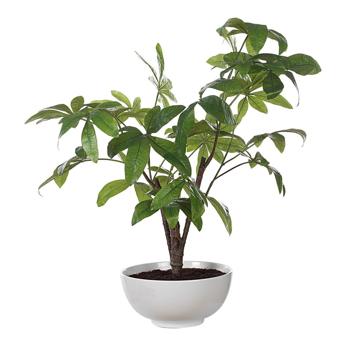 Pachira Money Tree - stylish home accessories to complete your decor | Image 4 | InSTYLE Home & Rugs