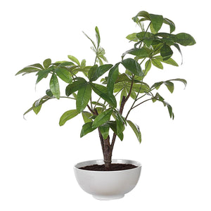 Pachira Money Tree - stylish home accessories to complete your decor | Image 4 | InSTYLE Home & Rugs