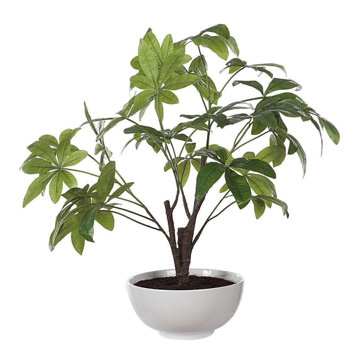 Pachira Money Tree - stylish home accessories to complete your decor | Image 5 | InSTYLE Home & Rugs