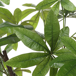 Pachira Money Tree - stylish home accessories to complete your decor | Image 6 | InSTYLE Home & Rugs