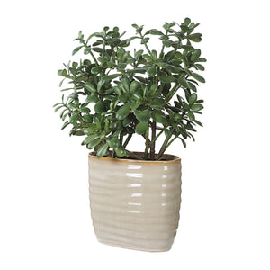 Crassula Jade Accent - modern accessories for a personalized living space | Image 3 | InSTYLE Home & Rugs
