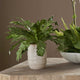 Verdure Fern