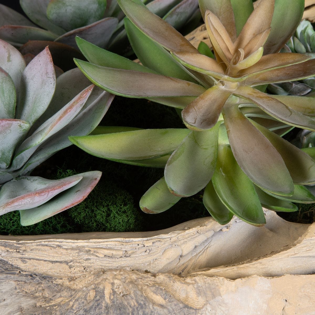 Seaside Breeze Succulents - decor accents and accessories for every room | Image 4 | InSTYLE Home & Rugs