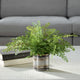 Maidenhair Fern Accent