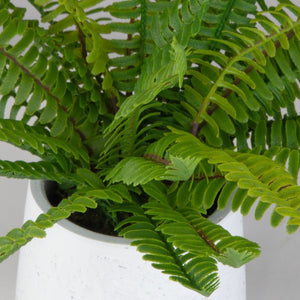 Boston Fern Accent - decor accents and accessories for every room | Image 3 | InSTYLE Home & Rugs