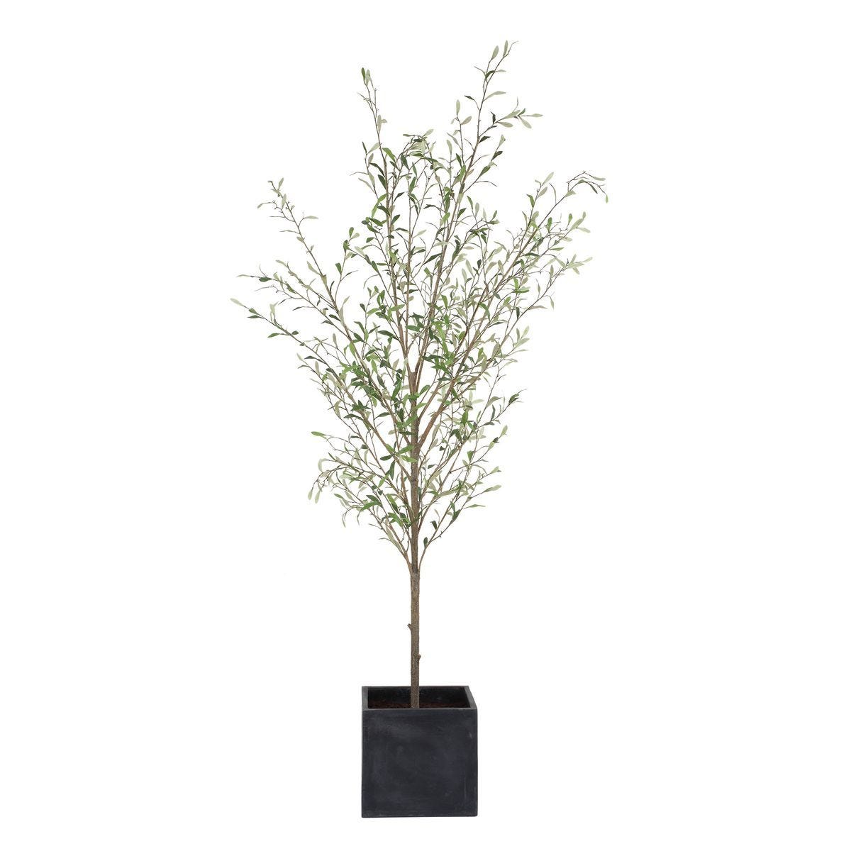 Abundance Potted Olive Tree - decor accents and accessories for every room | Image 3 | InSTYLE Home & Rugs