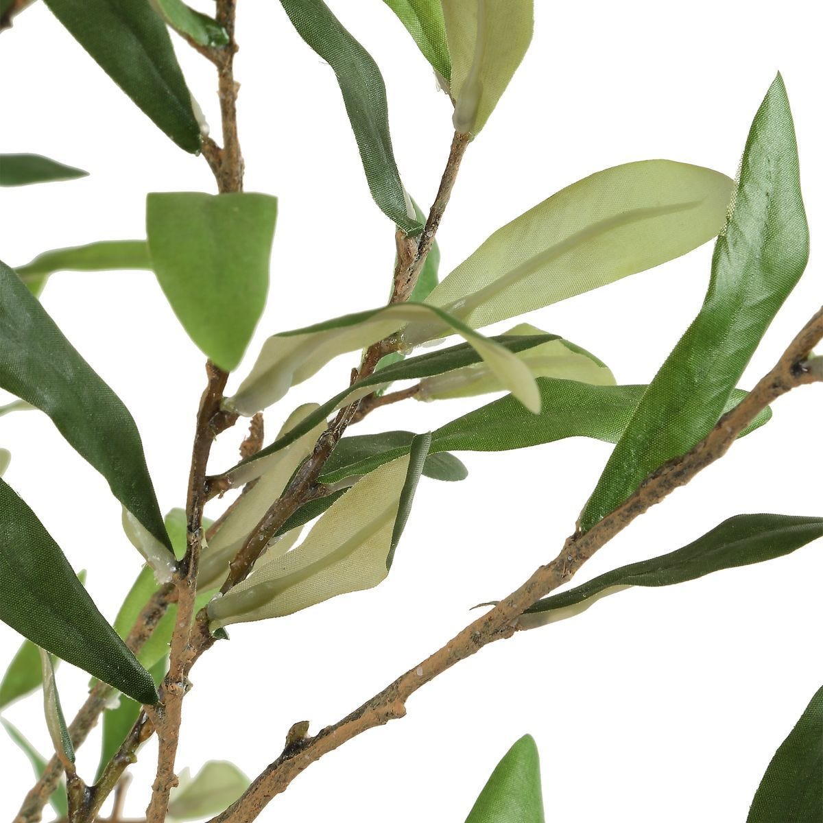 Abundance Potted Olive Tree - decor accents and accessories for every room | Image 4 | InSTYLE Home & Rugs