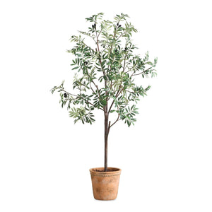 Olea Potted Olive - stylish home accessories to complete your decor | Image 2 | InSTYLE Home & Rugs