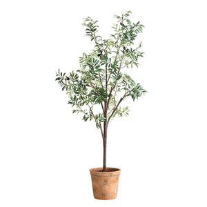 Olea Potted Olive - stylish home accessories to complete your decor | Image 3 | InSTYLE Home & Rugs