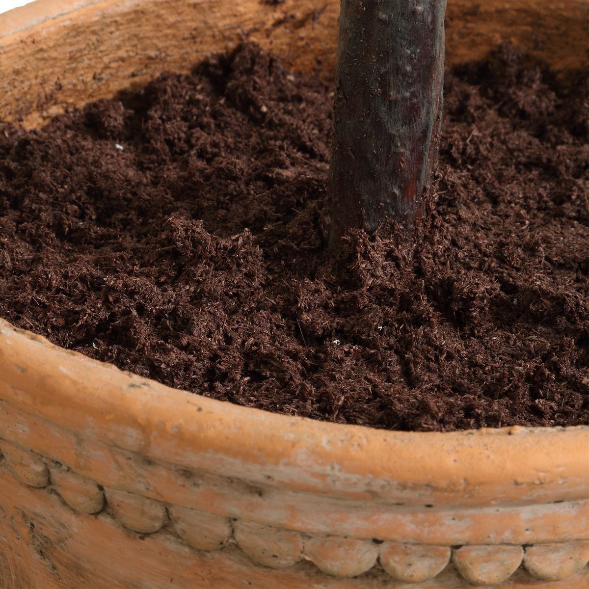 Olea Potted Olive - stylish home accessories to complete your decor | Image 5 | InSTYLE Home & Rugs